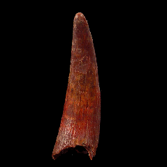 Siroccopteryx tooth for sale