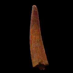 Coloborhynchus tooth for sale