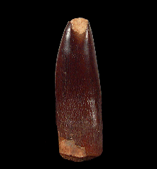 Moroccan Titanosaur dinosaur tooth for sale
