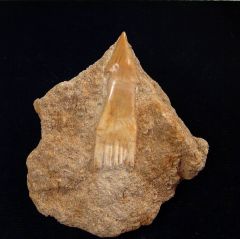 Onchosaurus maroccanus       