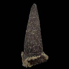 Spicomellus afer - Ankylosaur Spike  