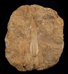 Onchosaurus maroccanus  sawfish rostal tooth