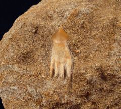 Schizorhiza stromeri rostal tooth