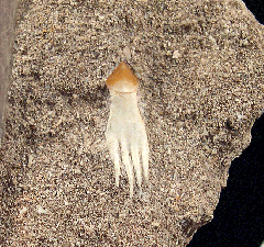 Schizorhiza stromeri rostal tooth from Morocco