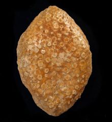 Eodiaphyodus granulosus