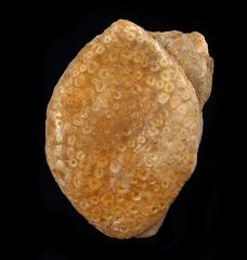 Eodiaphyodus granulosus