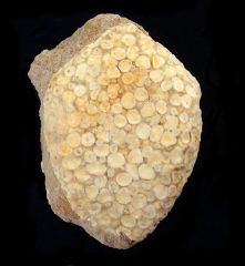 Eodiaphyodus granulosus