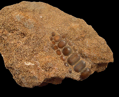 Eodiaphyodus granulosus tooth plate from Morocco