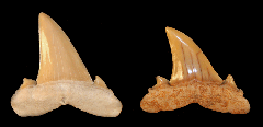 Serratolamna koerti