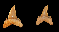 Serratolamna koerti