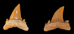 Serratolamna koerti
