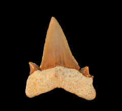 Serratolamna koerti