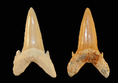 Brachycarcharias lerichei