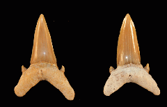 Brachycarcharias lerichei
