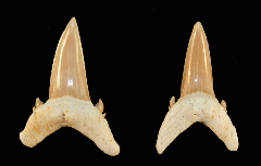 Brachycarcharias lerichei