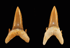 Brachycarcharias lerichei