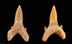 Brachycarcharias lerichei