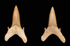 Brachycarcharias lerichei