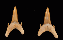 Brachycarcharias lerichei
