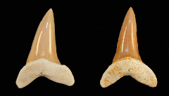 Isurus praecursor