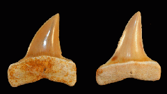 Isurus praecursor