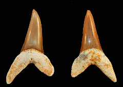Isurus praecursor