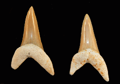 Isurus praecursor