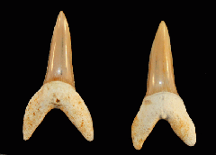 Isurus praecursor