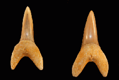 Isurus praecursor