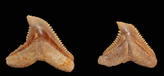 Galeocerdo eaglesomi