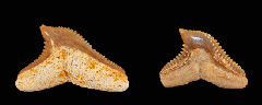 Galeocerdo eaglesomi