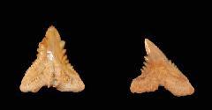 Hemipristis curvatus