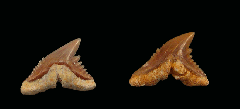 Hemipristis curvatus