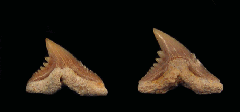 Hemipristis curvatus
