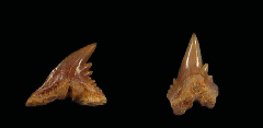 Hemipristis curvatus
