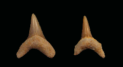 Alopias latidens
