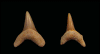 Alopias latidens