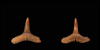 Isogomphodon frequens