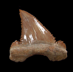 Big Palaeocarcharodon tooth for sale | Buried Treasure Fossils