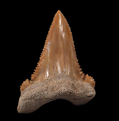 Paleocarcharodon transitional  tooth for sale | Buried Treasure Fossils