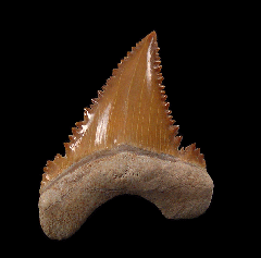 Paleocarcharodon transitional tooth for sale | Buried Treasure Fossils