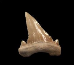 Moroccan Palaeocarcharodon tooth for sale | Buried Treasure Fossils