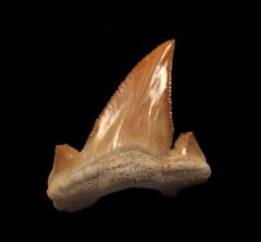 Paleocarcharodon transitional tooth for sale | Buried Treasure Fossils