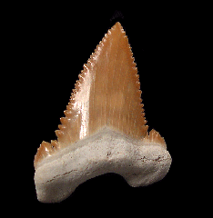 Paleocarcharodon transitional tooth for sale | Buried Treasure Fossils