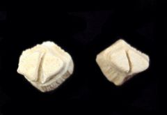 Rhombodus binkhorsti