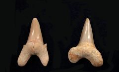 Parotodus sp.