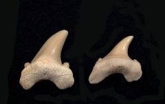 Parotodus sp.