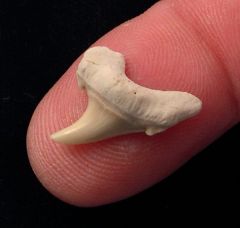 Parotodus sp.