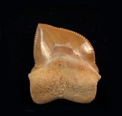 Squalicorax bassanii