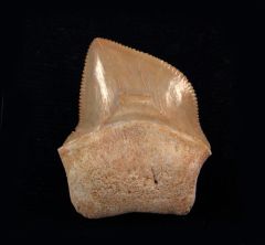 Squalicorax bassanii
